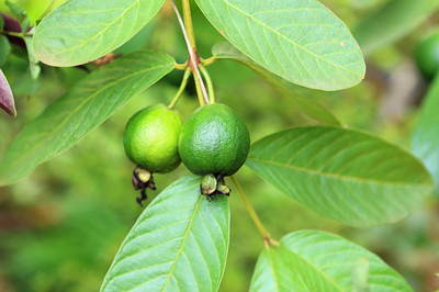 foglie di guava