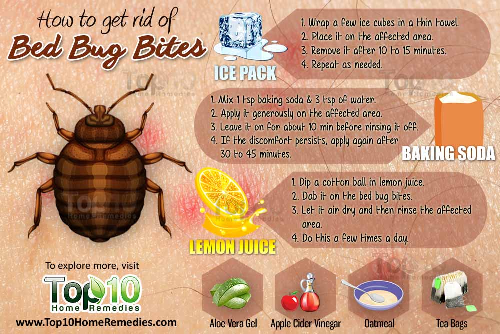 bug bites bed rid bedbug bedbugs remedies bugs insect ways welts itchy skin reaction natural top10homeremedies blisters if blood allergic