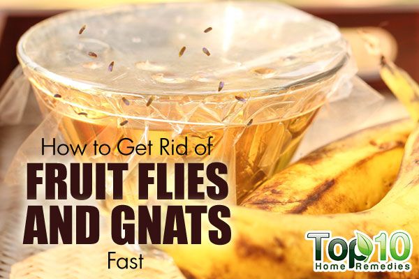 How to Get Rid of Fruit Flies and Gnats Fast Top 10 Home Remedies