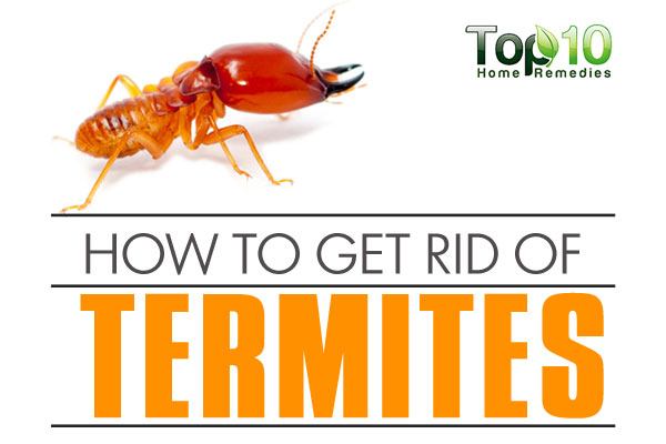 What are some tips for getting rid of termites?