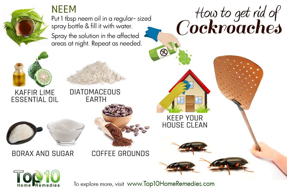 How to Get Rid of Cockroaches Top 10 Home Remedies