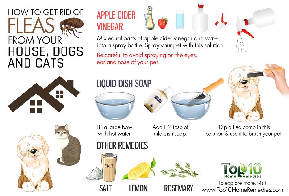 What are some good home remedies for killing fleas?