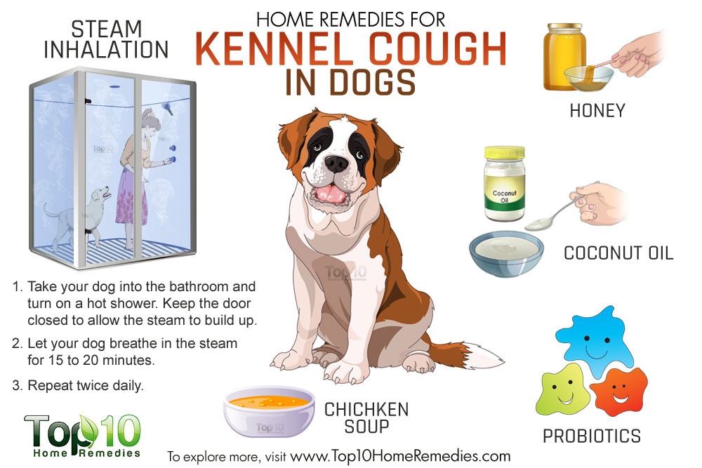 Can dogs take cough medicine?