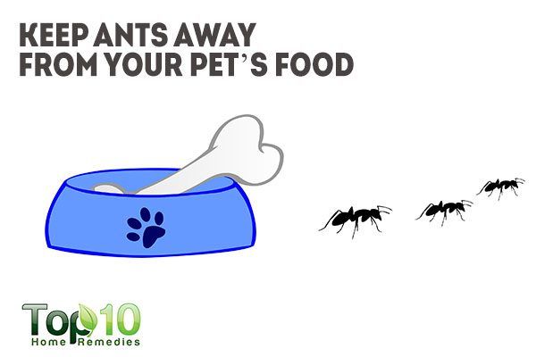 vaseline keeps ants away from your pet food