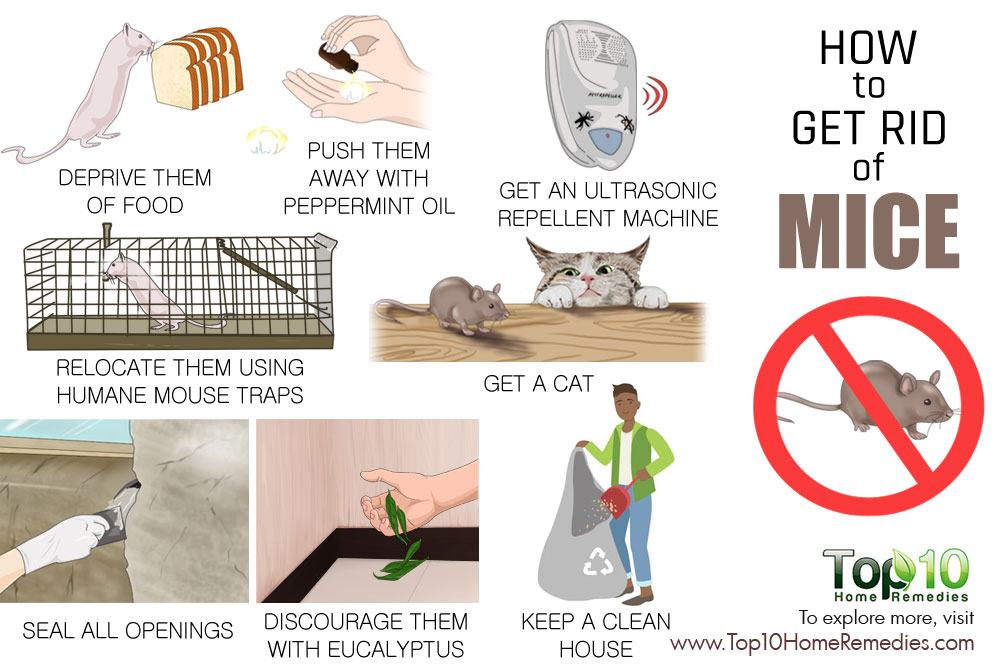 How to Get Rid of Mice Top 10 Home Remedies