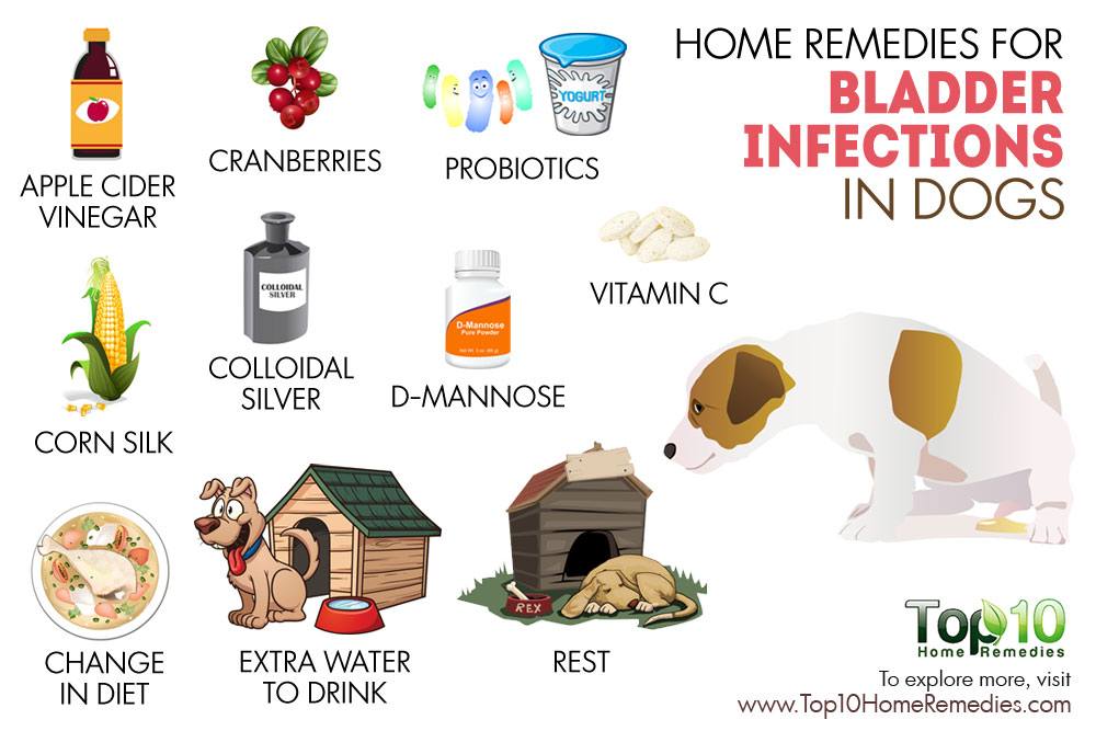 Home Remedies for Bladder Infections in Dogs Top 10 Home Remedies