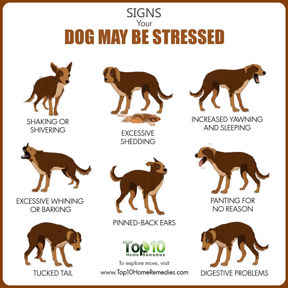 signs-your-dog-may-be-stres.jpg
