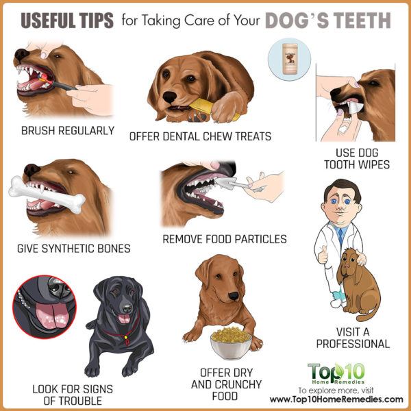 Useful Tips for Taking Care of Your Dog’s Teeth | Top 10 Home Remedies