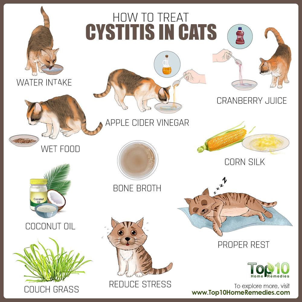 How to Treat Cystitis in Cats Top 10 Home Remedies