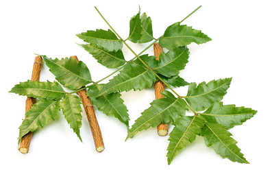 neem leaves with twigs