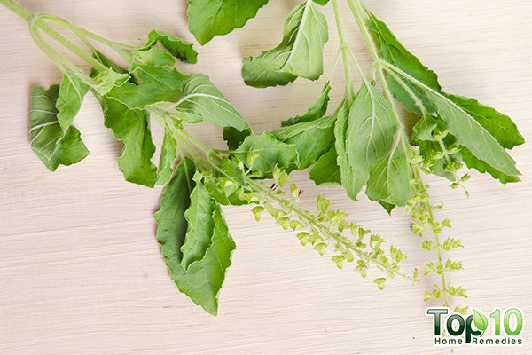 basil health benefits and nutrition