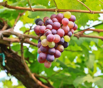 grapes heart