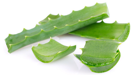 aloe vera