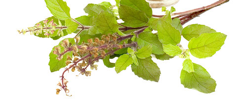 basil leaves