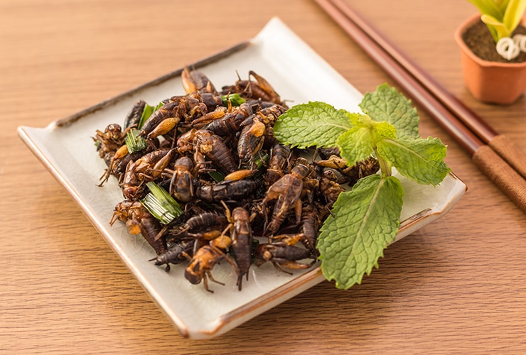 Benefits of Eating Bugs Top 10 Home Remedies