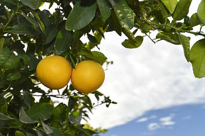 grapefruits