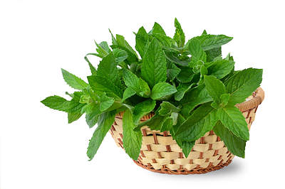 mint leaves