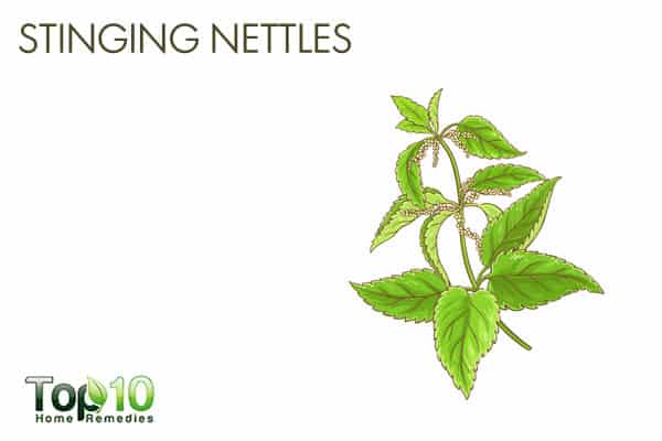 Stinging nettles for detoxification
