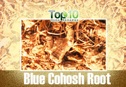 blue cohosh root