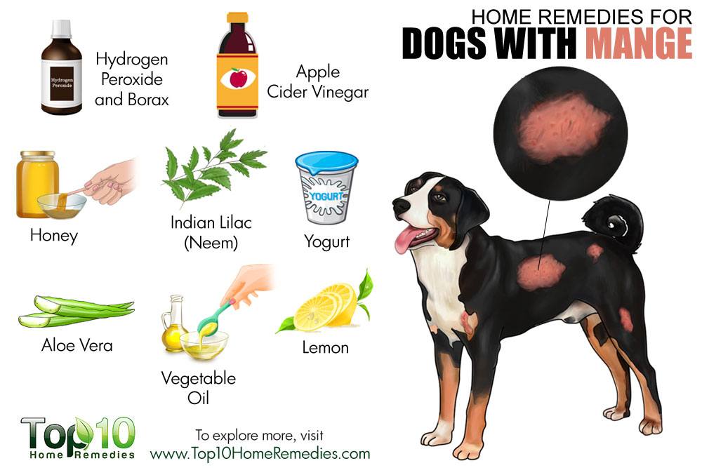 home remedies for dog hair loss and itching