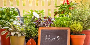 10 medecinal herbs you can grow at home