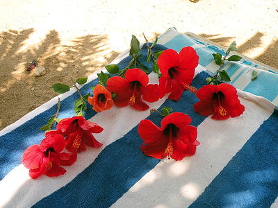 Hibiscus flowers on the towel