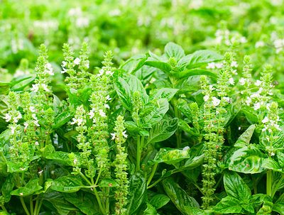 Top 10 Medicinal Herbs To Grow At Home | Kenya Neem Foundation Herbal Clinic