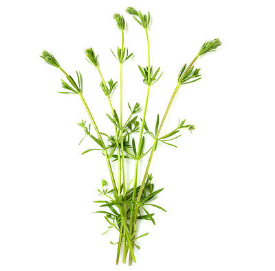 cleavers herb