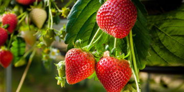 beauty benefits of strawberries