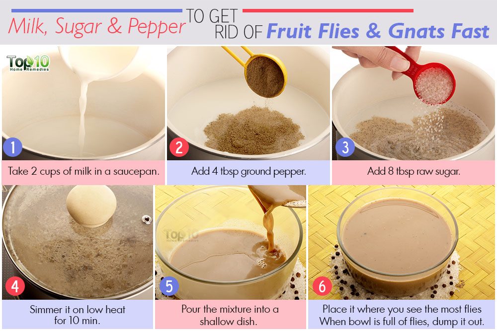 How to Get Rid of Fruit Flies and Gnats Fast | Top 10 Home ...