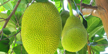 health benefits of jackfruit and seeds