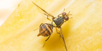 How to Get Rid of Fruit Flies and Gnats Fast