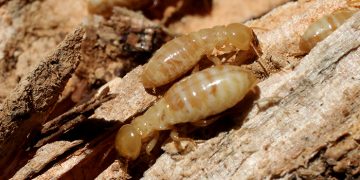 How to Get Rid of Termites