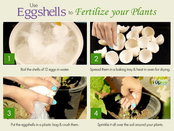 use eggshells as a fertilizer