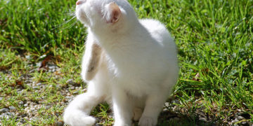 How to get Rid of Fleas from Your House