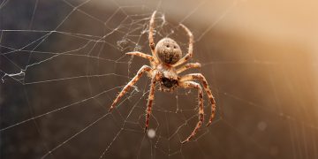 How to Safely Get Rid of Spiders from Your House