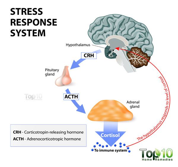 Immune System Communicating Science 2018w109 Immune System Communicating Science 2018w109
