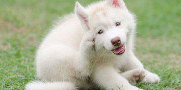 How to treat Flea Bites on Humans and Pets