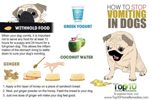 how to stop vomiting in dogs