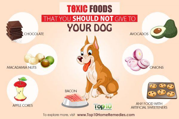 toxic foods you should not give to your pet