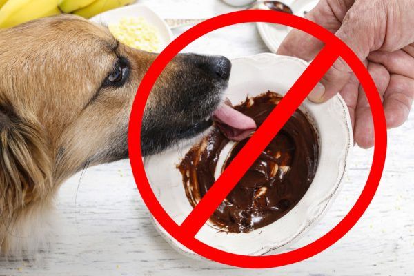avoid giving chocolate to your dog