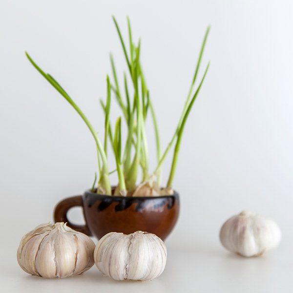 garlic sprouts