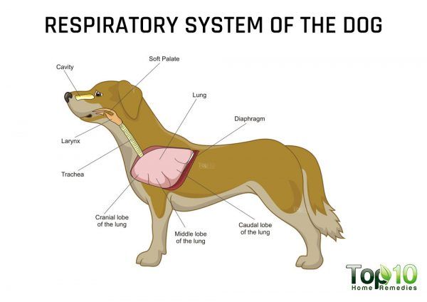 dog respiratory infection