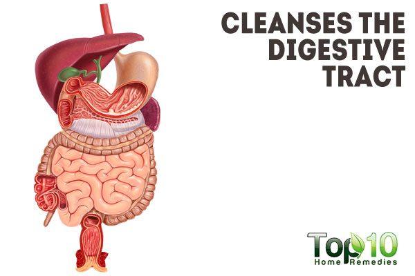 activated charcoal cleanses digestive tract