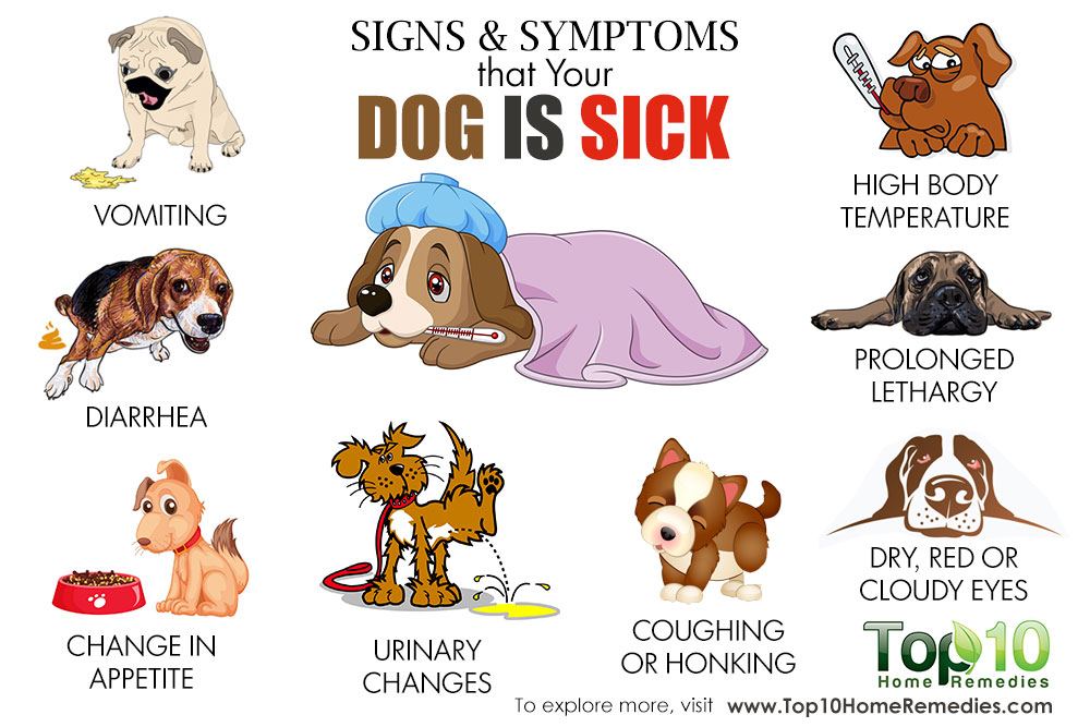How to Tell If Your Dog is Sick Top 10 Home Remedies