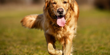 10 reasons why dogs make us happier and healthier