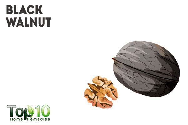 black walnuts for dog intestinal worms