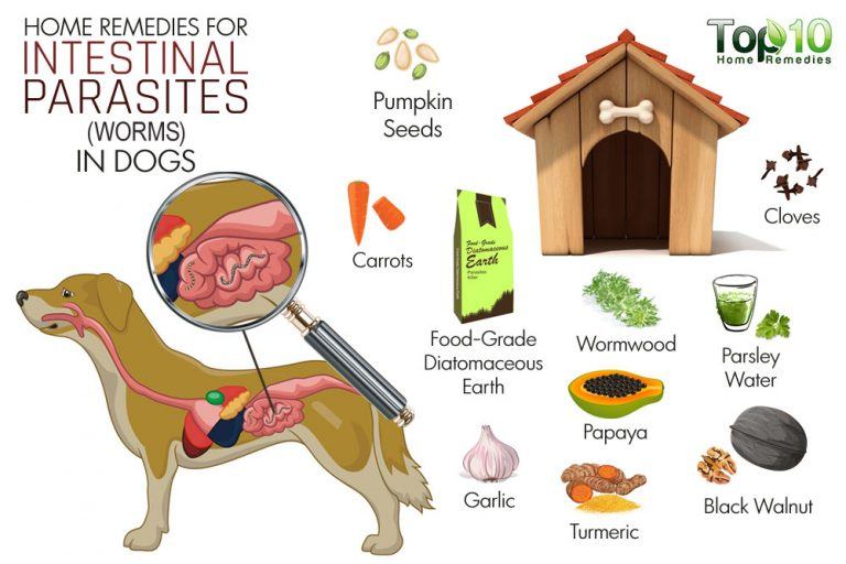 Home Remedies for Intestinal Parasites (Worms) in Dogs Top 10 Home