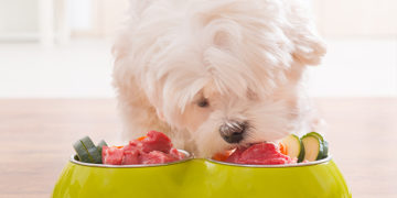 10 Healthy Human foods that you can feed your dog