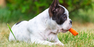 10 Healthy Dog Treat Options